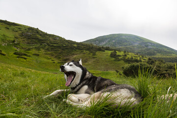 Grey Siberian husky dog enjoying the hiking in the mountains