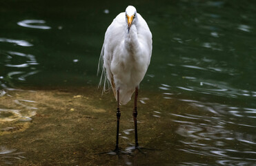 Great Egret (Ardea alba)