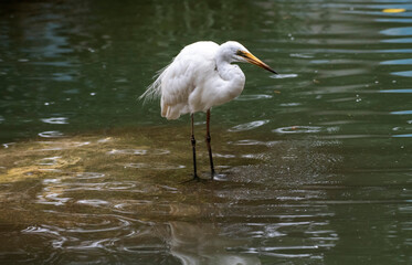 Great Egret (Ardea alba)