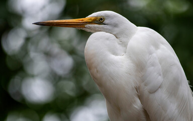 Great Egret (Ardea alba)