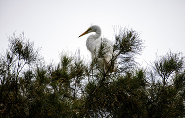 Great Egret (Ardea alba)