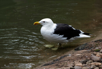 Obraz premium Kelp Gull (Larus dominicanus)