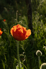 red poppy flower