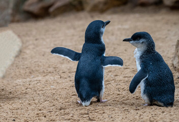 Little Blue Penguin ( Eudyptula minor)