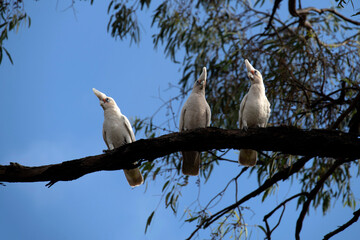 Little Corella (Cacatua sanguinea)
