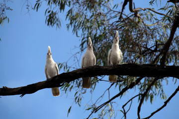 Little Corella (Cacatua sanguinea)