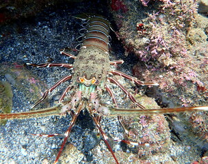 Costa Rica Pacific sea life