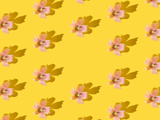 Pink flowers with shadow on a yellow background. Pattern. Copy space.