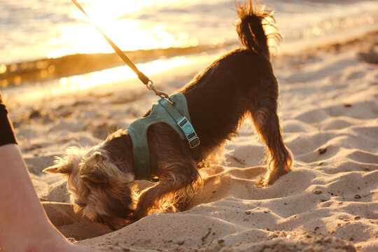 A Happy Little Yorkshire Terrier Doggy Is Digging A Hole In The Sand On The Sandy Shore Of A River, Sea, Or Ocean. Travel And Vacation With Leashed Dog, Lapdog By The Sea At Sunset. Canine On A Leash.