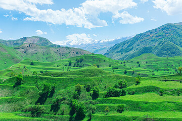 Fototapeta na wymiar mountain valley panorama with green agricultural terraces on the slopes and snowy peaks in the distance