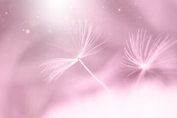 Macro dandelion seeds in soft pink tones