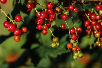 Closeup view of red currant bush with ripening berries outdoors on sunny day