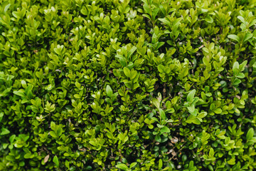 Obraz premium Background, texture of green leaves of boxwood. Photography of nature.