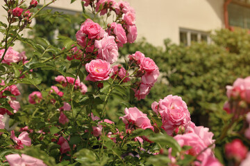 Bush with beautiful pink tea roses outdoors, closeup
