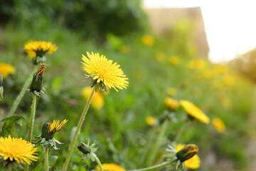 Beautiful bright yellow dandelions growing outdoors, closeup
