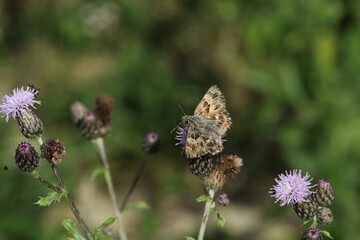 A mallow skipper on a purple flower.