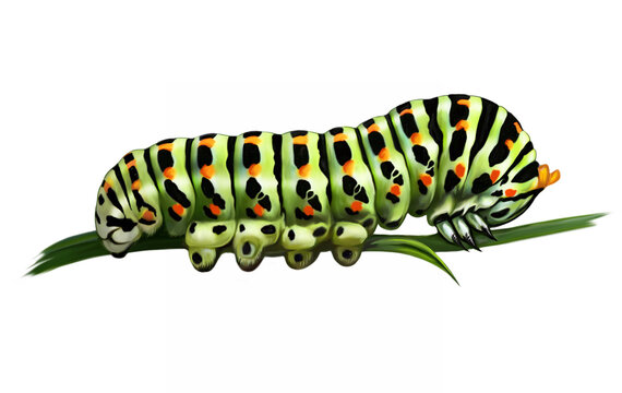 Swallowtail caterpillar, Papilionidae