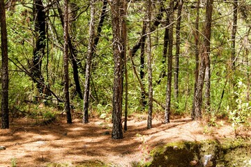 Obraz premium trees in the forest 06