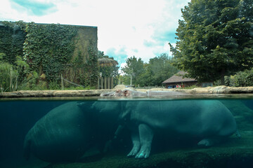 A closeup shot of a hippopotamus under the water at the zoo. Hippo is resting under water.