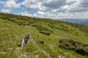 Grey Siberian husky dog enjoying the hiking in the mountains, the Carpathians