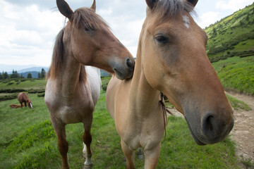 Naklejka na ściany i meble Two beautiful horses stand with their heads next to each other, friendship among animals