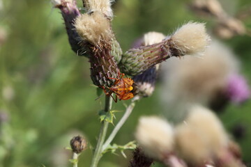 A Shield bug on a thistle.