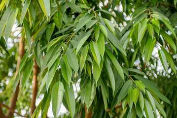 Fototapeta na wymiar Green leaves of a tropical plant close-up.