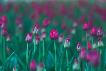Fringed tulips Versace close-up. Purple tulip flowers. Floral background for postcards, posters, banners. Delicate petals on a green background. Romantic wallpaper