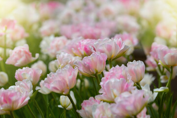 White and pink tulip close-up. Variegated tulips. Floral background for postcards, posters, banners. Delicate petals on a dark background. Romantic wallpaper