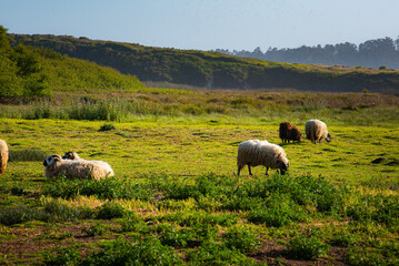 Fototapeta premium Sheep Field