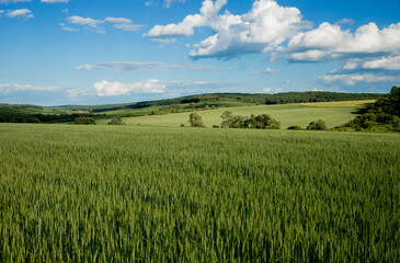 Fototapeta premium Green wheat fields on a background of blue sky. Landscape with a field of spikelets