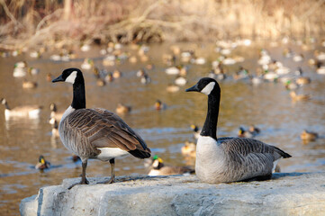 Wildfowl At Green Bay, Wisconsin, Wildlife Sanctuary