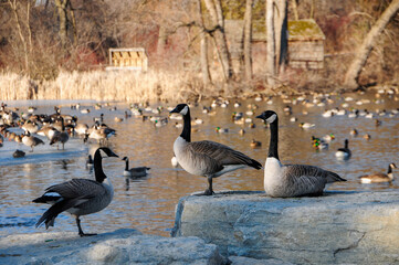 Wildfowl At Green Bay, Wisconsin, Wildlife Sanctuary