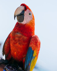 Guacamaya