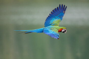 Blue-and-yellow macaw in flying action in nature