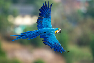 Blue-and-yellow macaw in flying action in nature