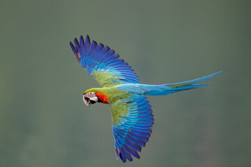 Blue-and-yellow macaw in flying action in nature