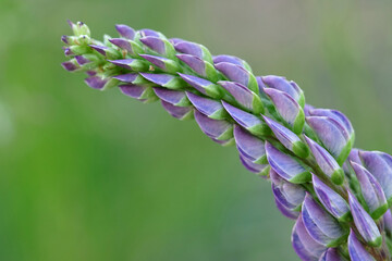 Purple Lupine Wildflower Close Up