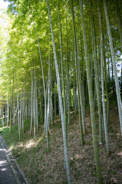 Bamboo forest prepared by human hands