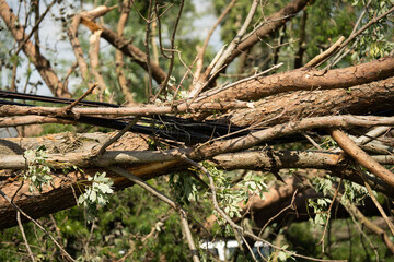 Trees tangled up in power lines in Goshen Ohio after tornado just north of Cincinnati