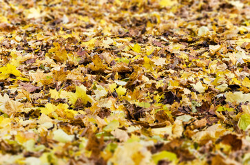 Fallen autumn leaves in cloudy morning. Background concept