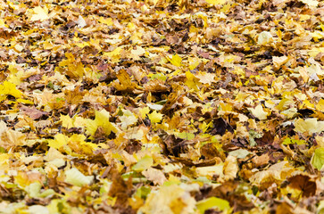 Fallen autumn leaves in cloudy morning. Background concept