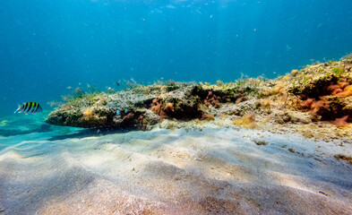 underwater view of coral reef  in ocean
