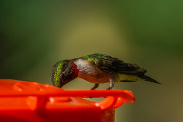 Ruby Throated HUmmingbird