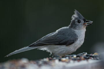 Fototapeta premium Tufted Titmouse
