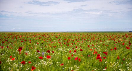 Fototapeta na wymiar poppy field. beautiful view of the poppy field. girl in the poppy field.