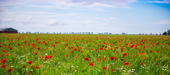 poppy field. beautiful view of the poppy field. girl in the poppy field.