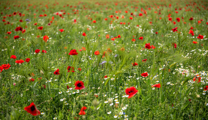 poppy field. beautiful view of the poppy field. girl in the poppy field.
