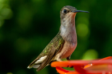 Ruby Throated HUmmingbird