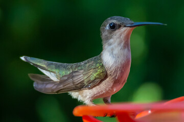 Ruby Throated HUmmingbird